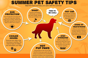 Best Ways to Keep Your Pet Cool During Summer