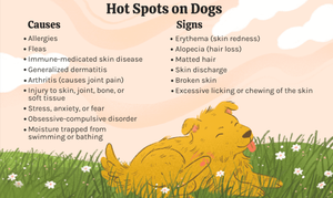 How to Identify and Treat Hot Spots on Your Dog