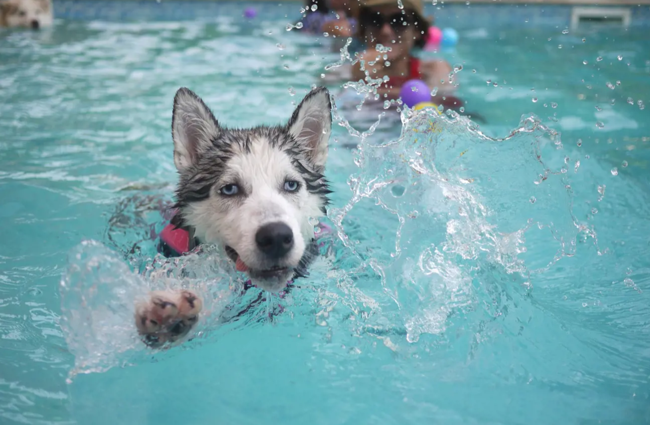 The Benefits of Hydrotherapy for Dogs with Joint Issues