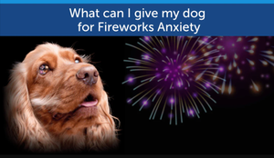 How to Help Your Pet Cope with Fireworks Anxiety