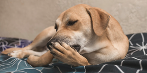 Why Do Dogs Lick Their Paws? Common Causes and Solutions